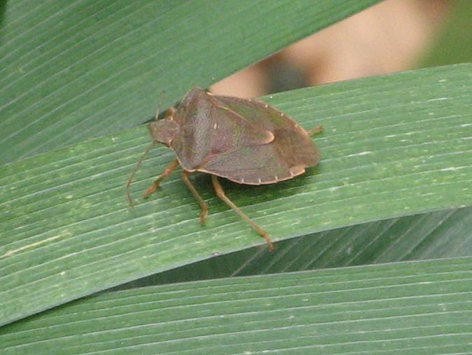 Pentatomidae con colori inusuali: Palomena prasina